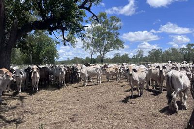 240 Brahman Cross Steers