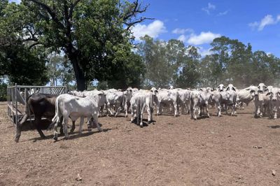 240 Brahman Cross Steers