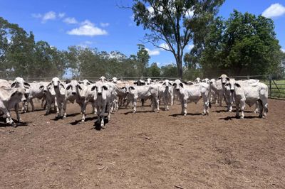 240 Brahman Cross Steers