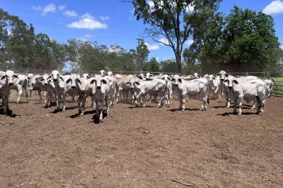 240 Brahman Cross Steers