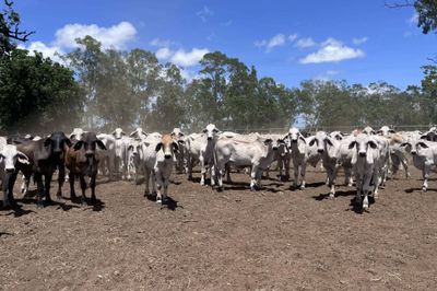 240 Brahman Cross Steers