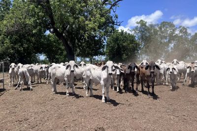 240 Brahman Cross Steers