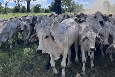 240 Brahman Cross Steers