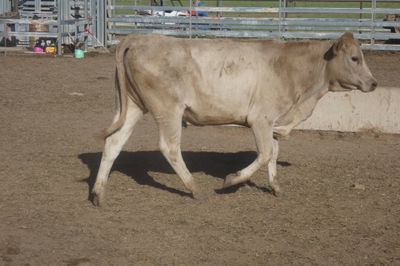 Approx. 120 VGQ No.5 Xbred heifers