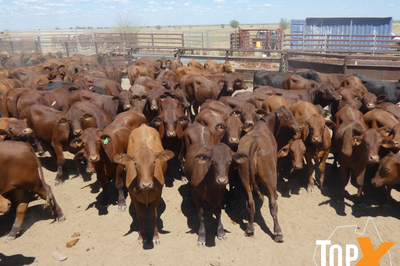 270 Santa & Santa Cross Steers