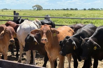 Approx. 120 Xbred No.5 Steers HGP FREE