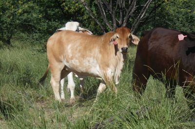 Approx. 448 (16 decks) Xbred Feeder Heifers