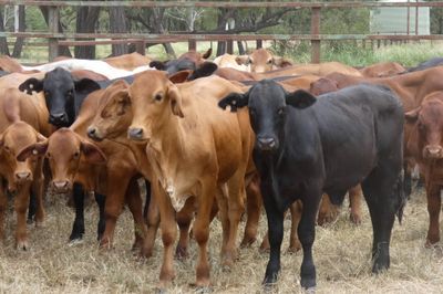 Approx. 160 GQ Cross bred and BrahmanX Steers