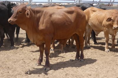 240 Droughtmaster & Brahman Feeder Steers