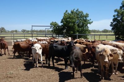 70 VGQ PTIC No.4 SantaX & CharolaisX Heifers