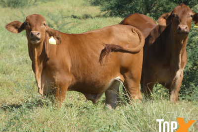 Approx 300-360 No5 Backgrounder Steers