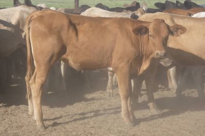 Approx. 120 VGQ No.5 Xbred heifers