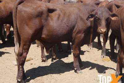 270 Santa & Santa Cross Steers