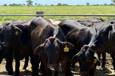 Approx. 120 Xbred No.5 Steers HGP FREE