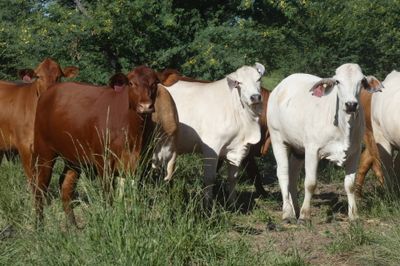 Approx. 448 (16 decks) Xbred Feeder Heifers