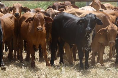 Approx. 160 GQ Cross bred and BrahmanX Steers