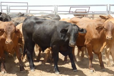 240 Droughtmaster & Brahman Feeder Steers