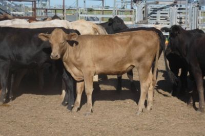 Approx. 120 VGQ No.5 Xbred heifers