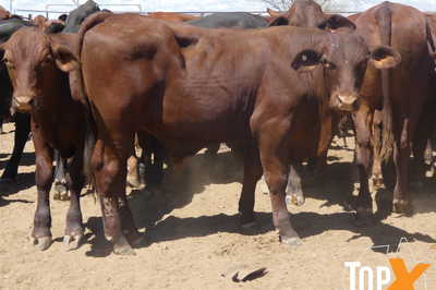 270 Santa & Santa Cross Steers