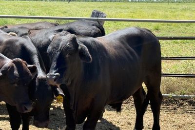 Approx. 120 Xbred No.5 Steers HGP FREE