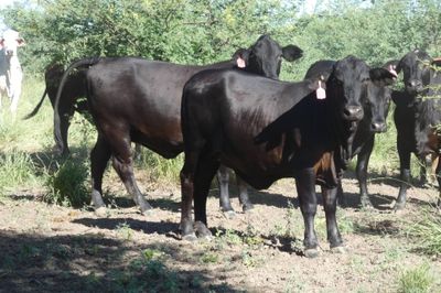 Approx. 448 (16 decks) Xbred Feeder Heifers