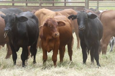 Approx. 160 GQ Cross bred and BrahmanX Steers