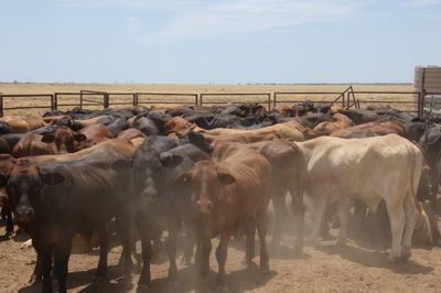 240 Droughtmaster & Brahman Feeder Steers