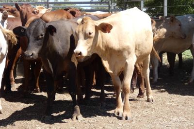 70 VGQ PTIC No.4 SantaX & CharolaisX Heifers