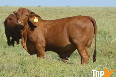 Approx 300-360 No5 Backgrounder Steers