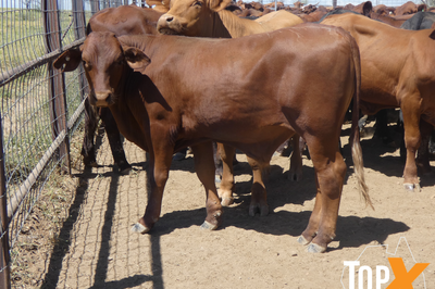 270 Santa & Santa Cross Steers
