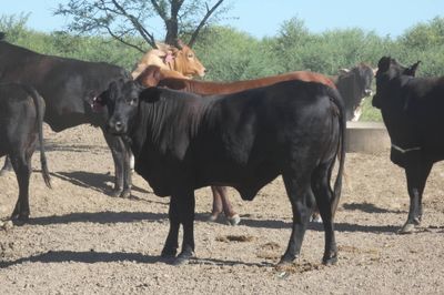 Approx. 448 (16 decks) Xbred Feeder Heifers