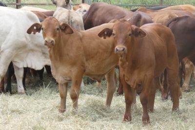 Approx. 160 GQ Cross bred and BrahmanX Steers