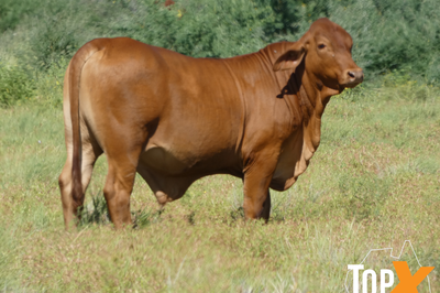 Approx 300-360 No5 Backgrounder Steers