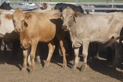 Approx. 120 VGQ No.5 Xbred heifers