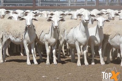 A+ 825 AUSTRALIAN WHITE EWE LAMBS