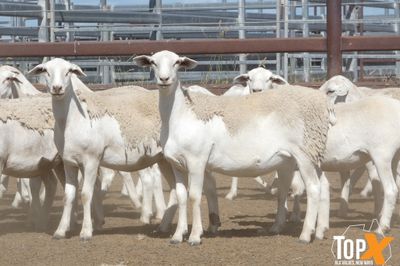 A+ 825 AUSTRALIAN WHITE EWE LAMBS