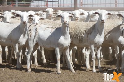 A+ 825 AUSTRALIAN WHITE EWE LAMBS