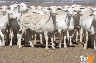 A+ 825 AUSTRALIAN WHITE EWE LAMBS