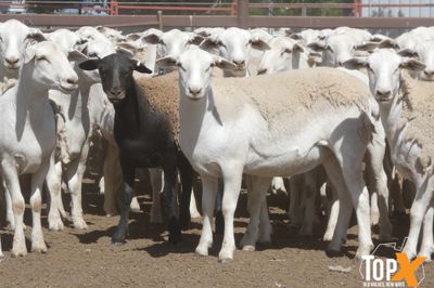 A+ 825 AUSTRALIAN WHITE EWE LAMBS