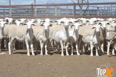 A+ 825 AUSTRALIAN WHITE EWE LAMBS