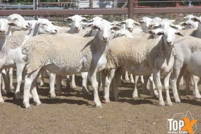 A+ 825 AUSTRALIAN WHITE EWE LAMBS