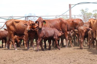 56 x 56 Santa Gertrudis Heifers & Calves