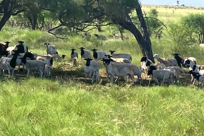 DORPER EWES & LAMBS