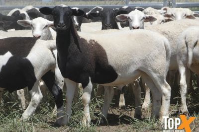A+ 590 DORPER LAMBS