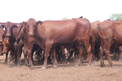 56 x 56 Santa Gertrudis Heifers & Calves