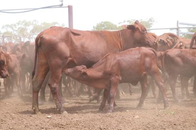 56 x 56 Santa Gertrudis Heifers & Calves