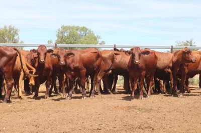 56 x 56 Santa Gertrudis Heifers & Calves