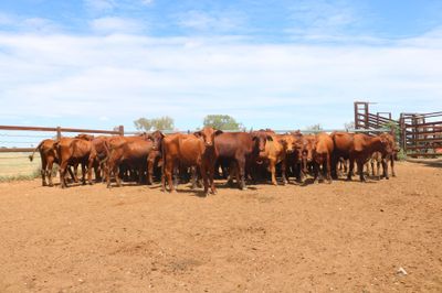 56 x 56 Santa Gertrudis Heifers & Calves