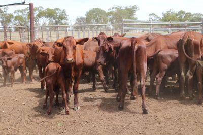 56 x 56 Santa Gertrudis Heifers & Calves
