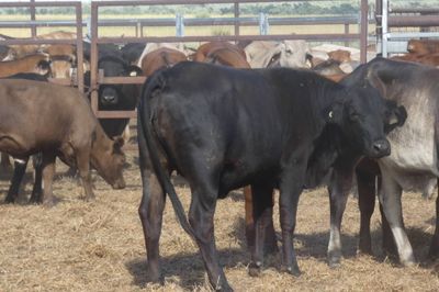 12-18 Decks of Brahman & Xbred Heifers